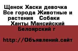 Щенок Хаски девочка - Все города Животные и растения » Собаки   . Ханты-Мансийский,Белоярский г.